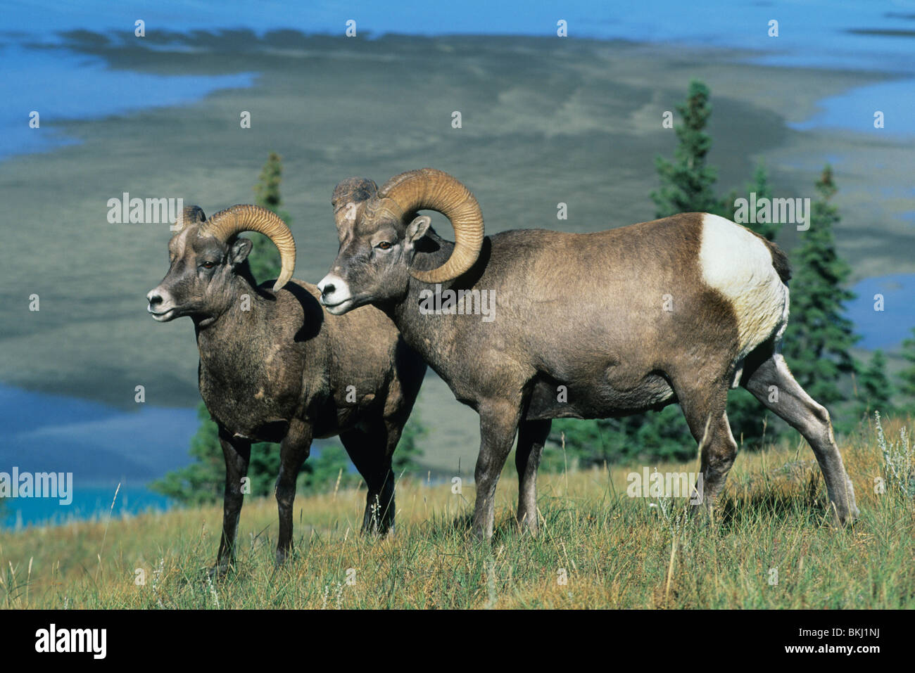 Canadian rockies bighorn rams hi-res stock photography and images - Alamy