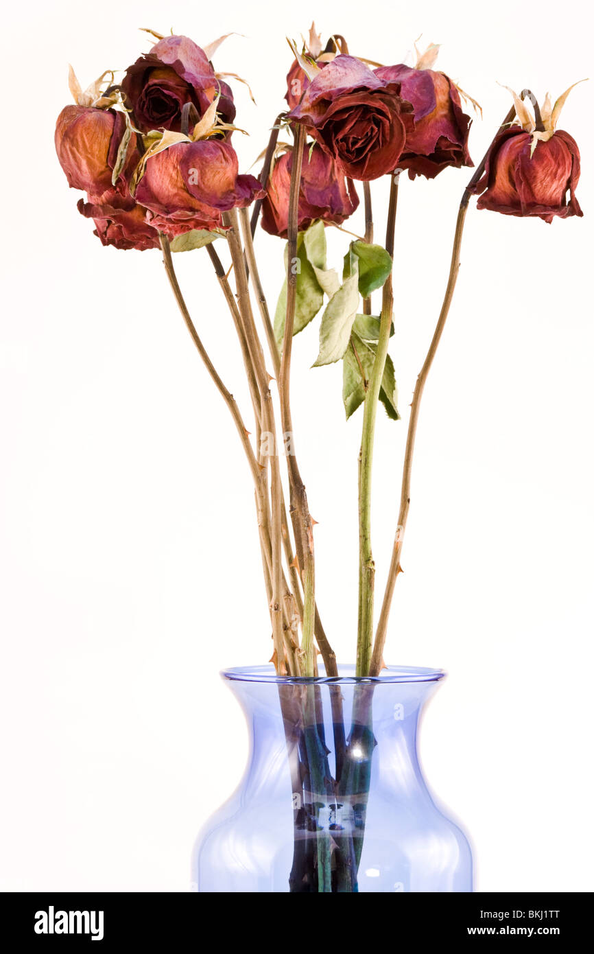 A vase of dried long stem red roses Stock Photo