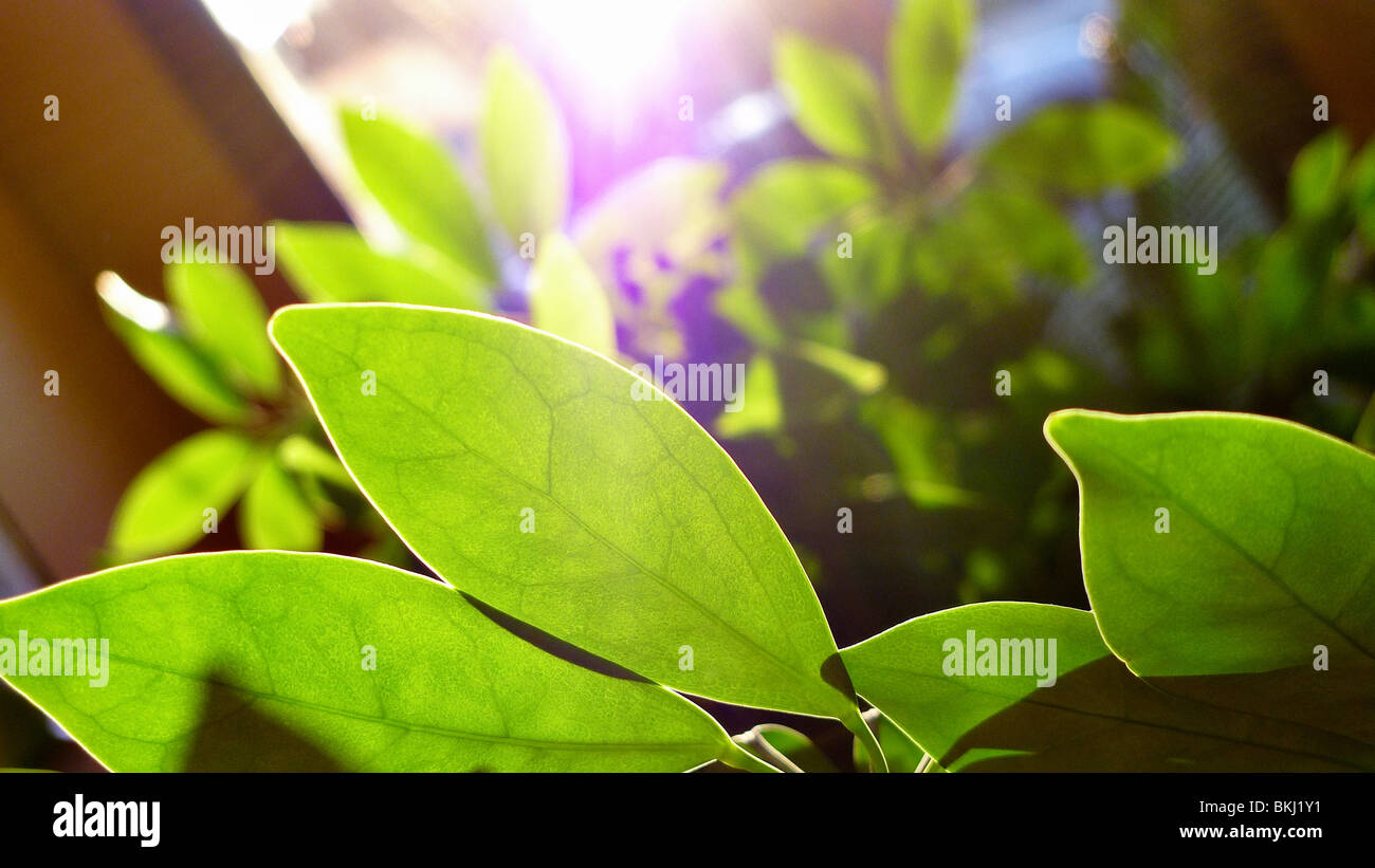 Green leafy indoor plant Stock Photo Alamy