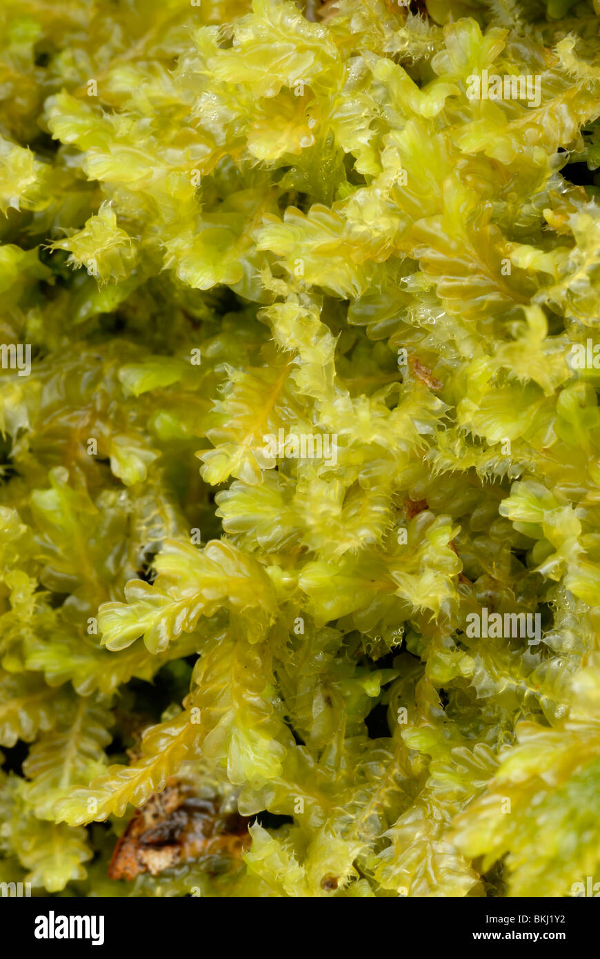 A mass of leafy Liverworts, Wales, UK. Stock Photo