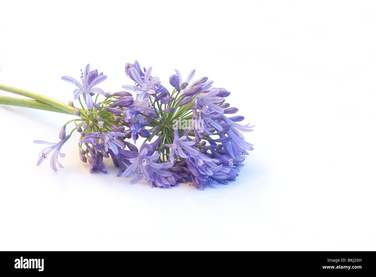 Agapanthus flowers on white background Stock Photo