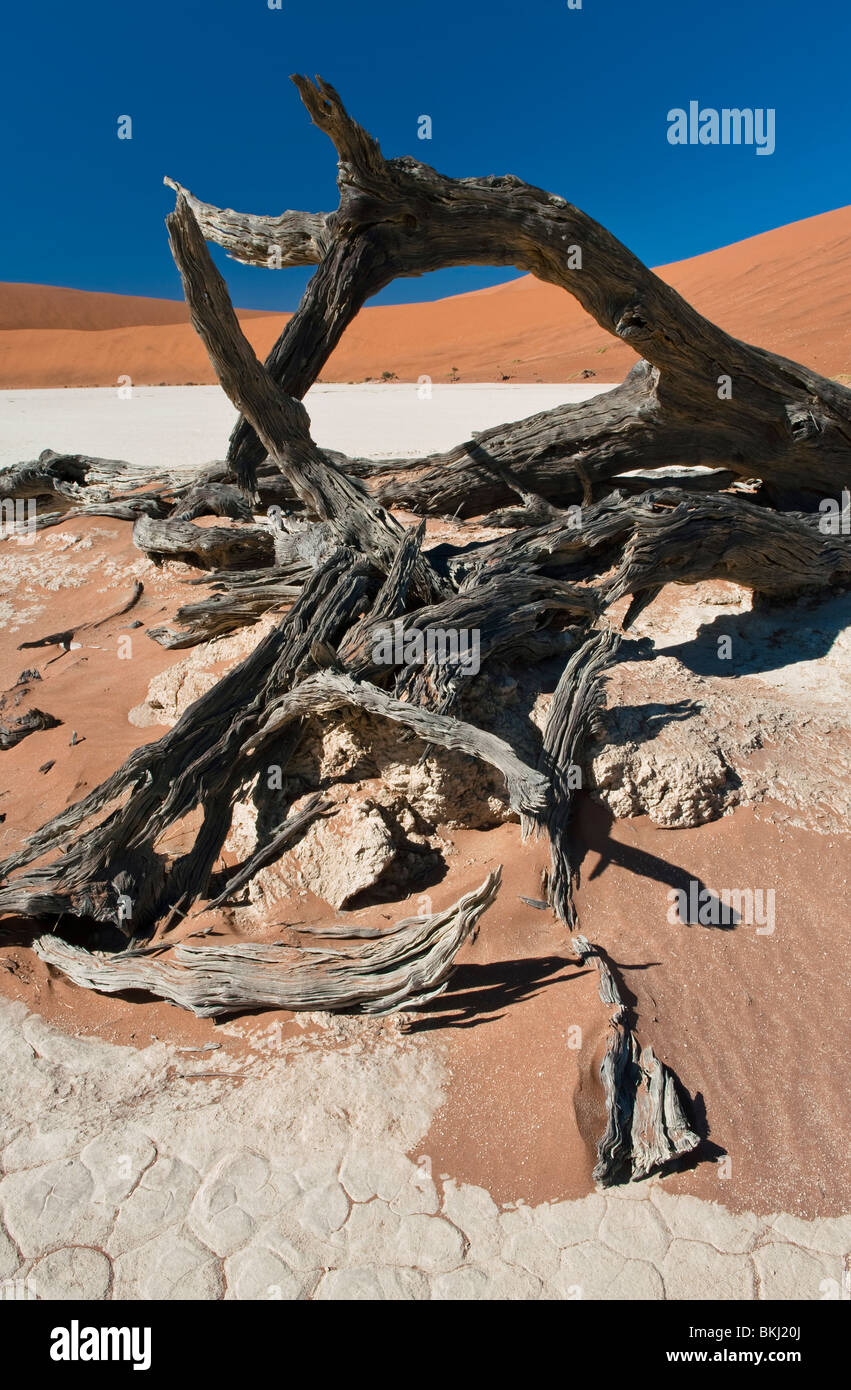 The Twisted Remains of a Camel Thorn Tree in Deadvlei, Sossusvlei, Namibia Stock Photo