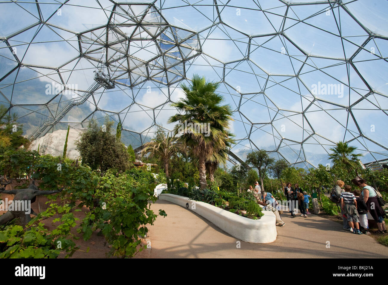 Warm temperate biome interior, The Eden Project, St Austell, Cornwall, UK Stock Photo