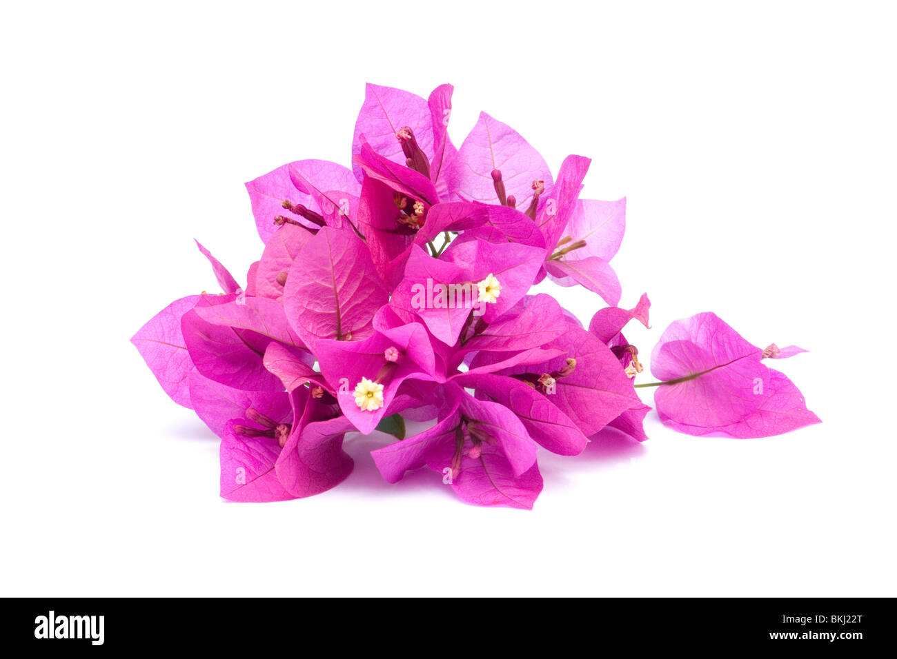 Pink bougainvillea flowers on white background Stock Photo
