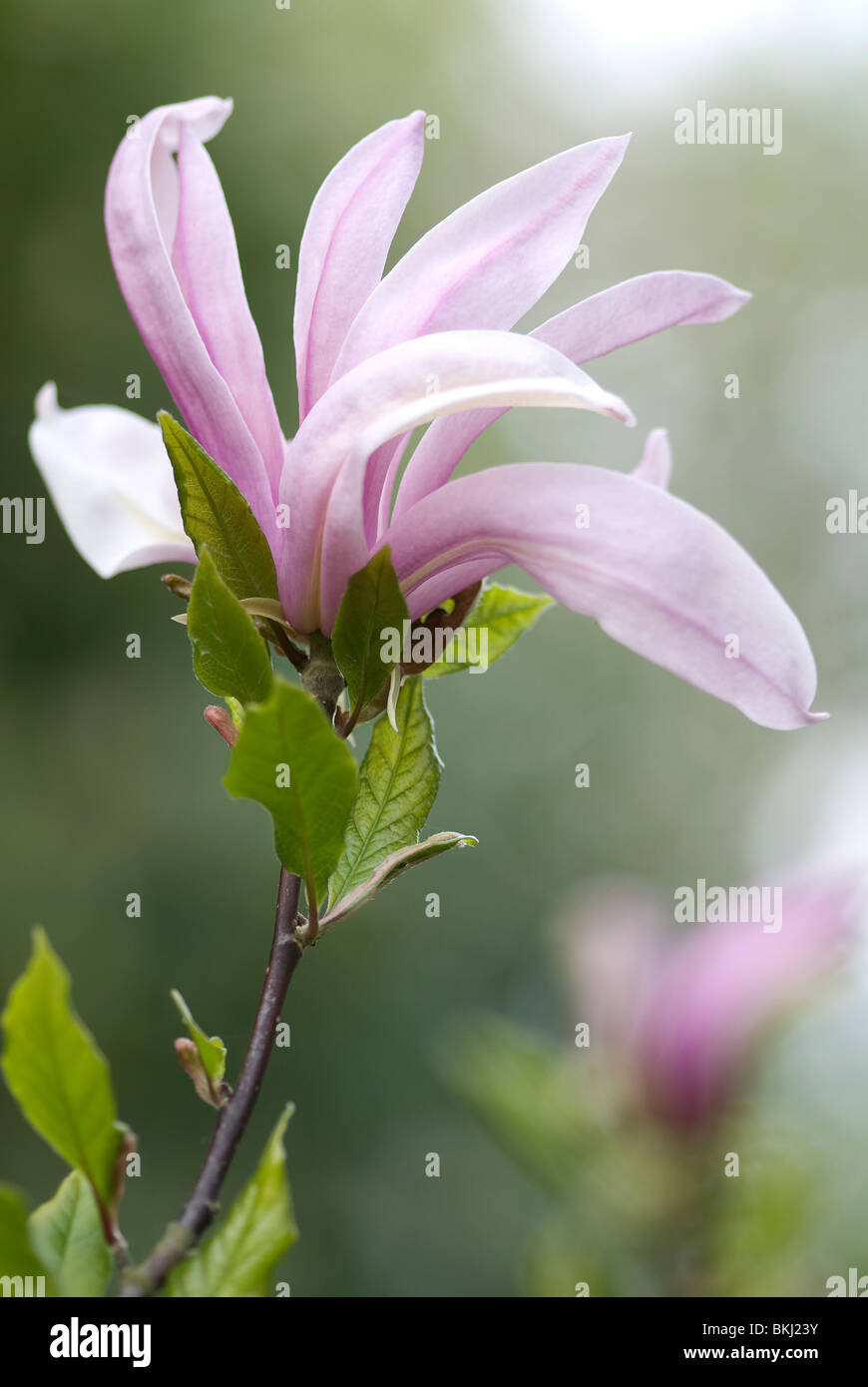 Tulip magnolia flower hi-res stock photography and images - Alamy