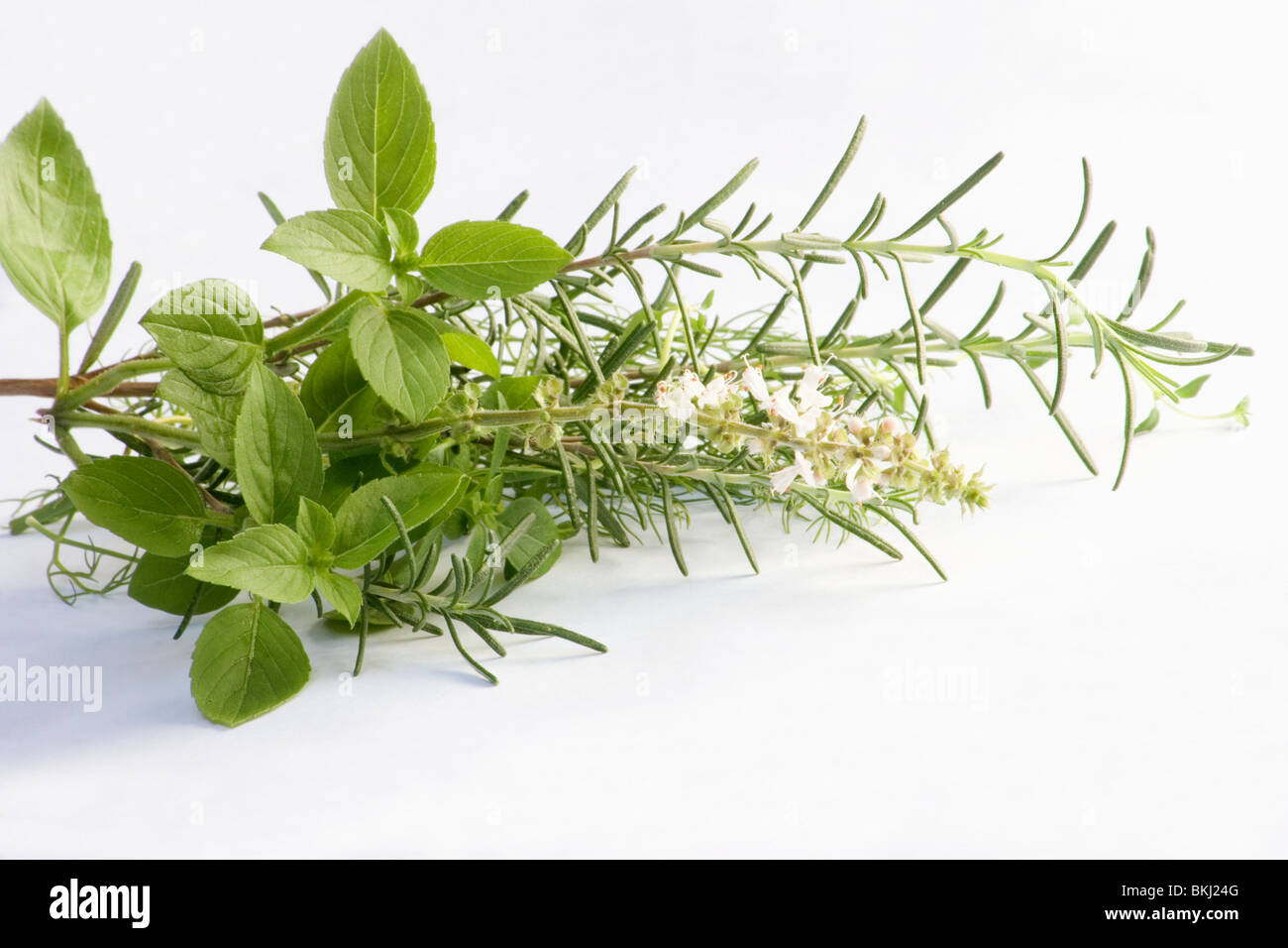 Basil and rosemary on white background Stock Photo Alamy