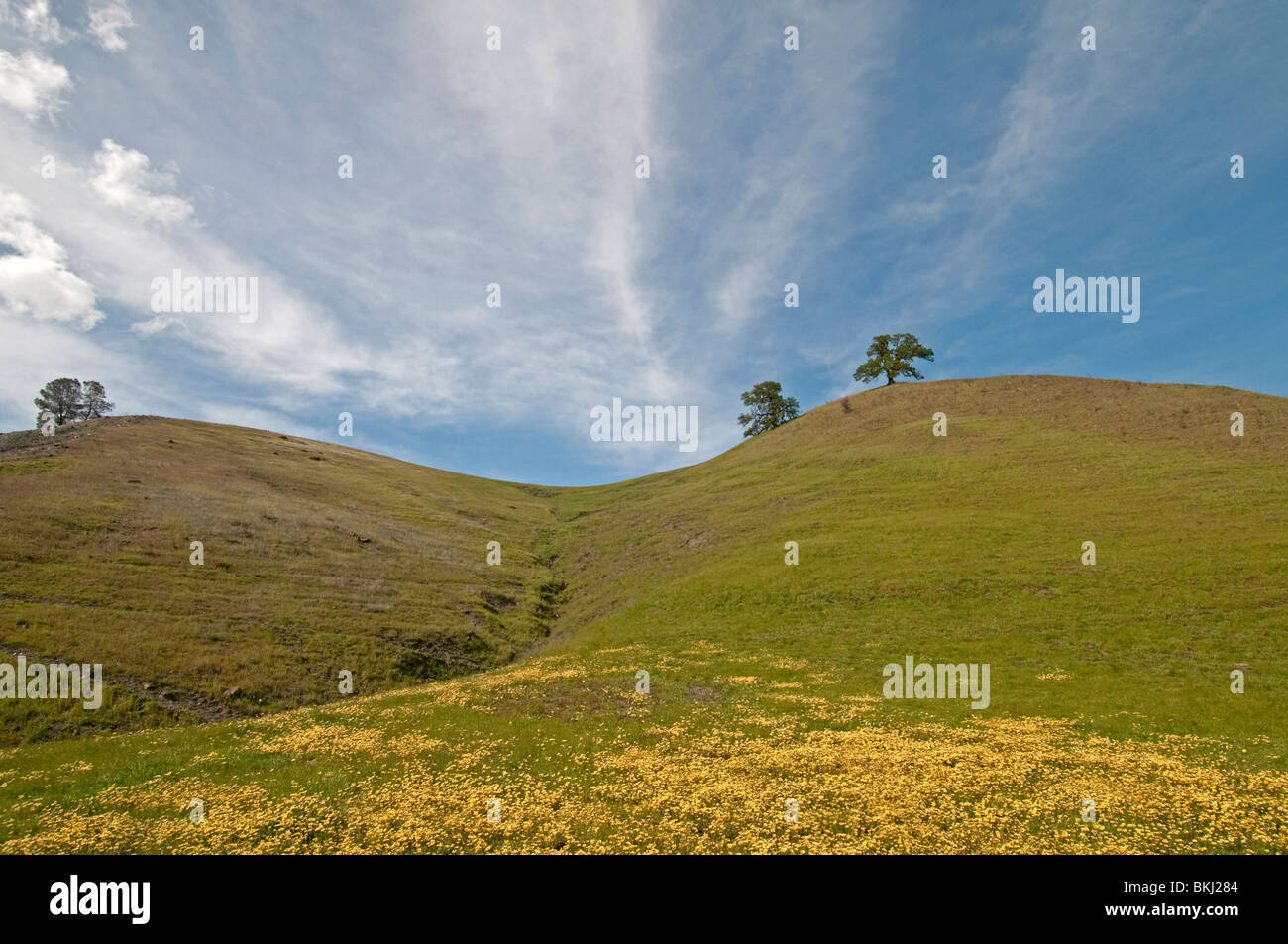 Yellow tidy tips Wildflowers at Bear Valley Road, California Stock Photo