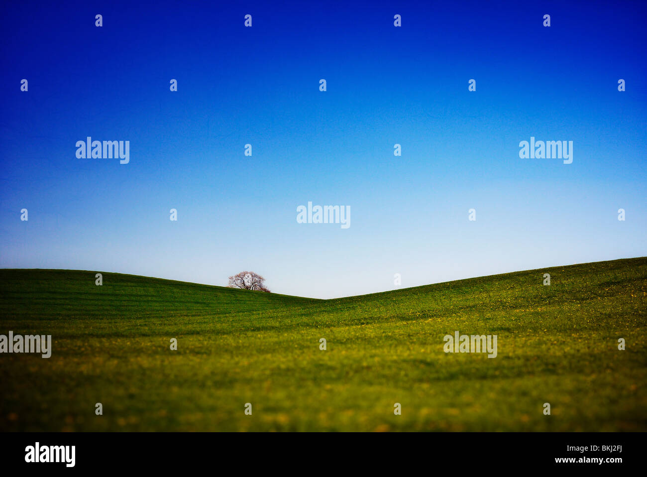 grassy landscape and blue sky and tree Stock Photo