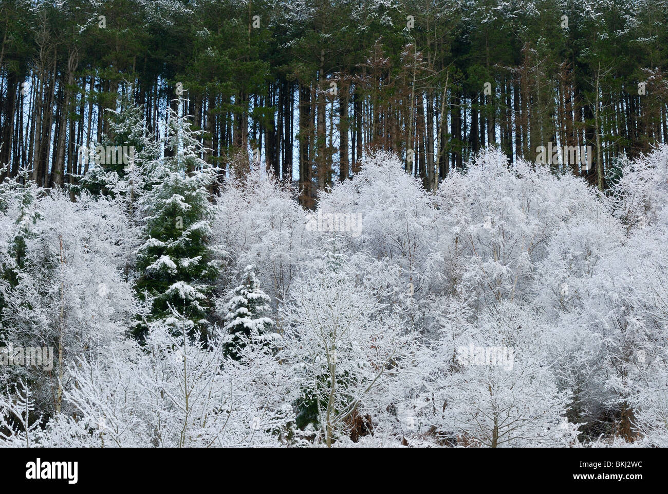 Douglas fir uk hi-res stock photography and images - Alamy