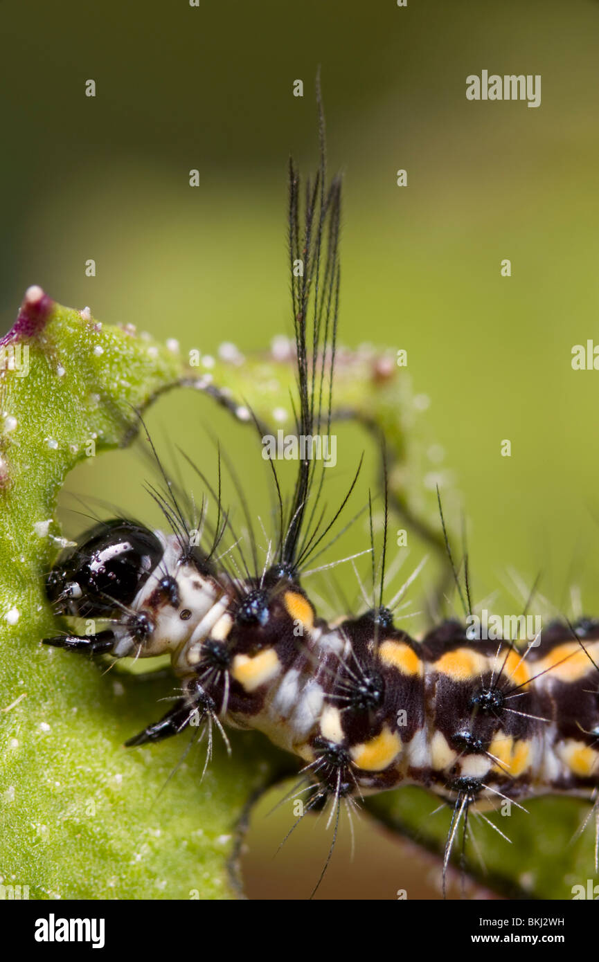 Magpie moth larva close-up Stock Photo