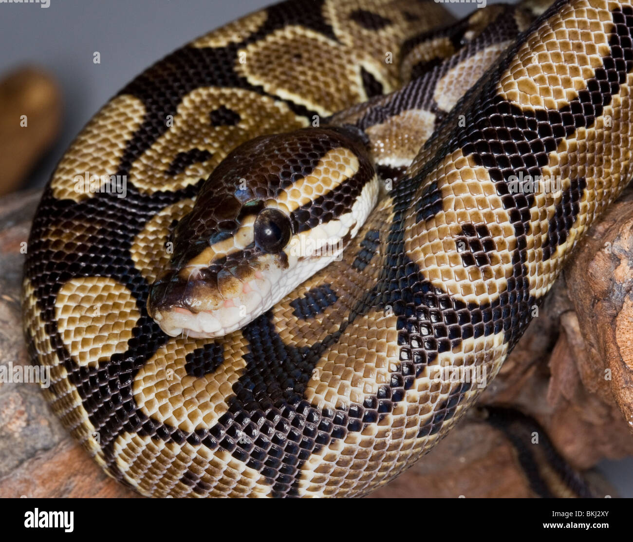 Head and body of a python snake Stock Photo - Alamy