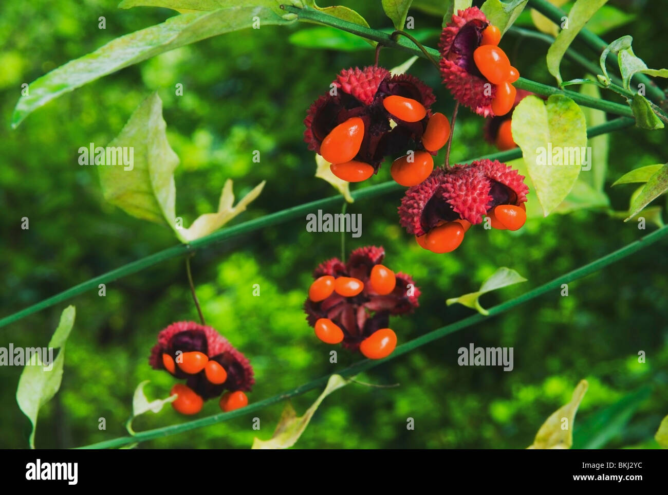 Clemmons, North Carolina, United States Of America; Bursting Hearts