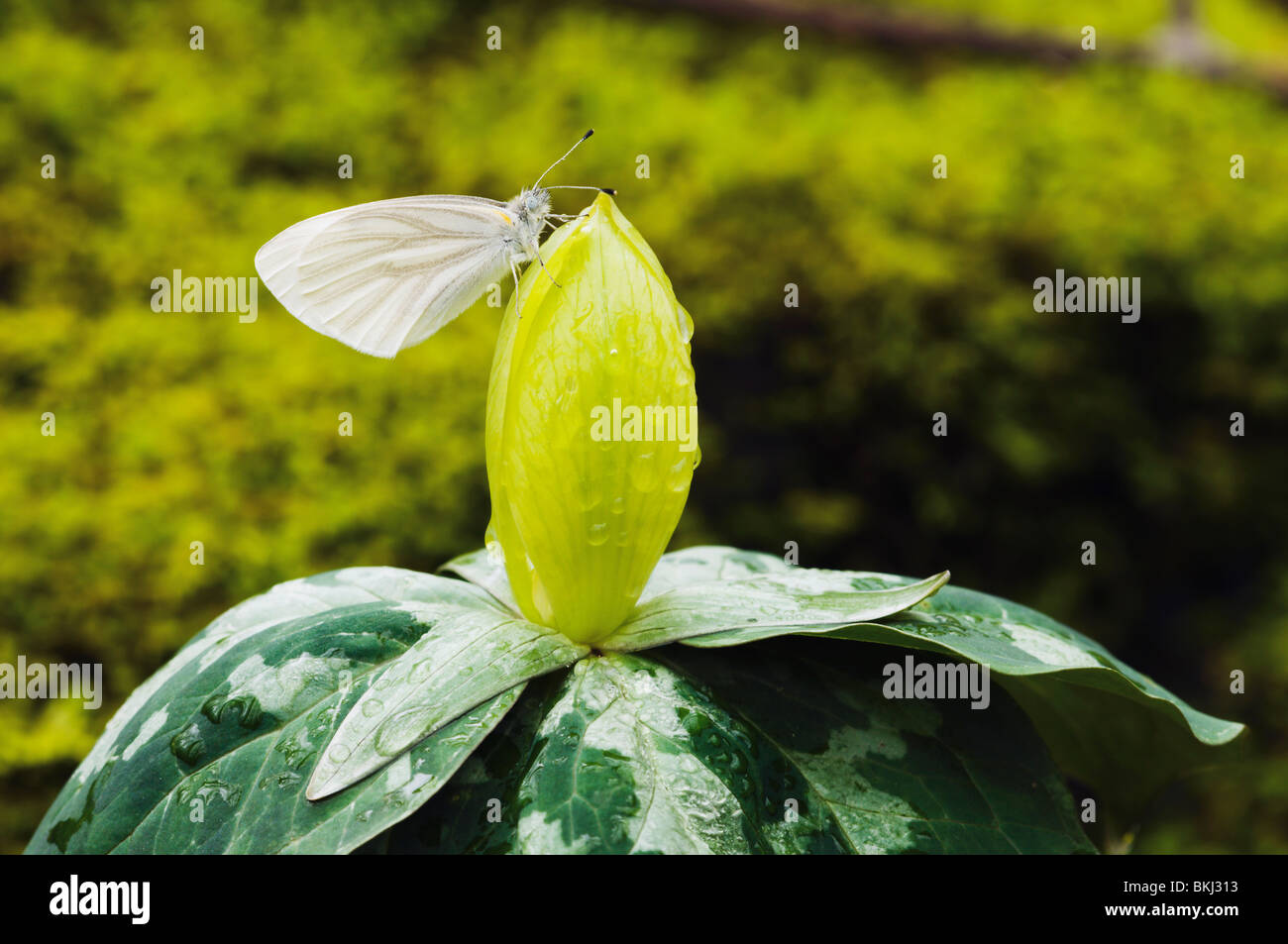 Great Smoky Mountains National Park, United States Of America; White Butterfly Resting On A Yellow Trillium Wildflower Stock Photo