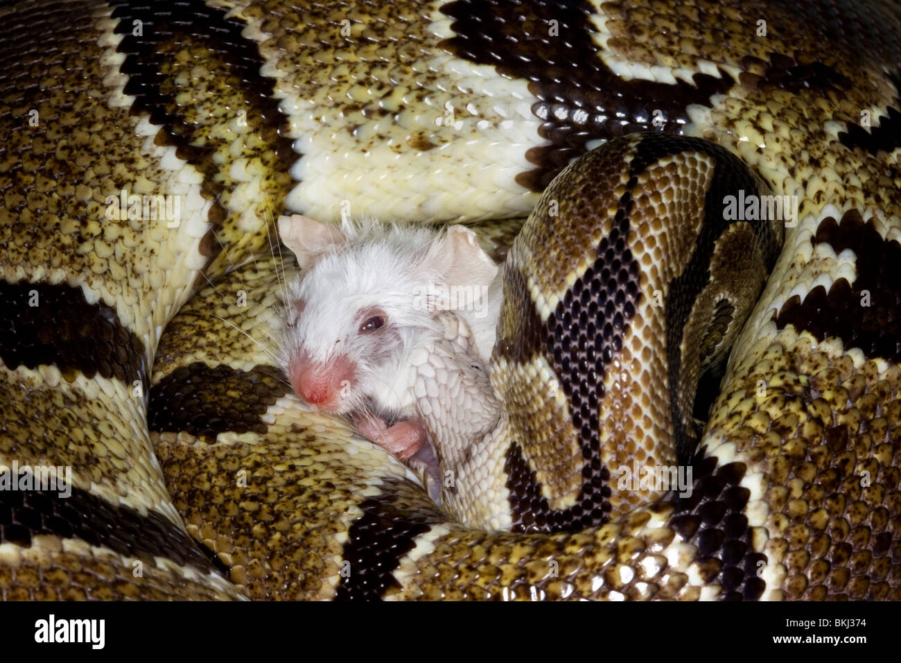 A Ball or Royal python snake crushing the bones of a white mouse before eating it Stock Photo
