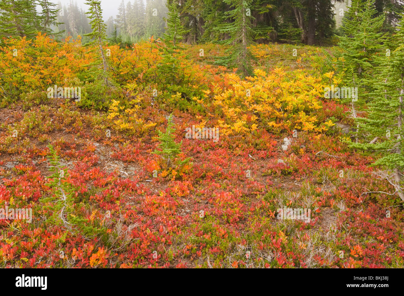 Maples changing colors hi-res stock photography and images - Alamy