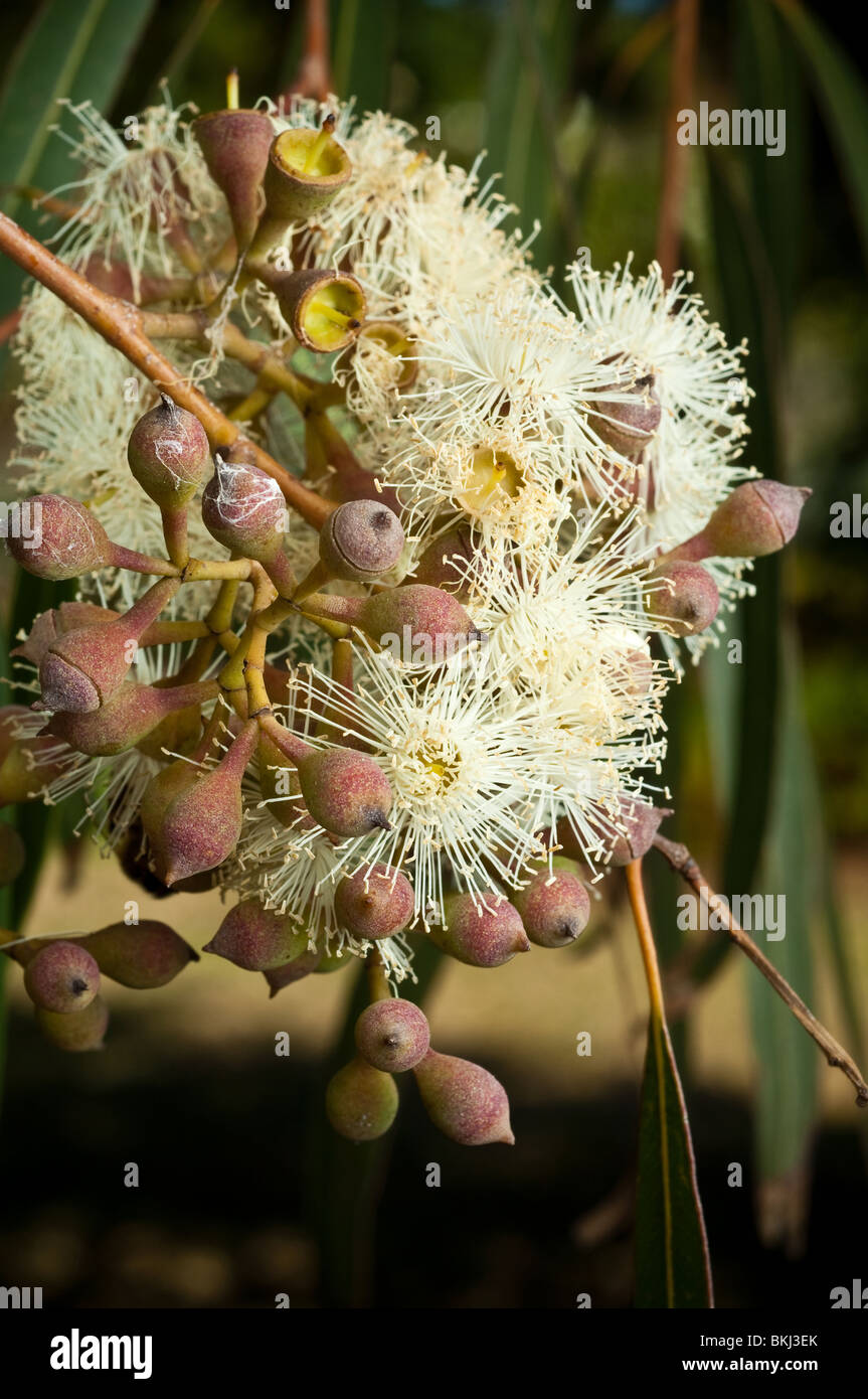 Flower buds and flowers of Corymbia citriodora, Lemon Scented Gum, Australia. Stock Photo