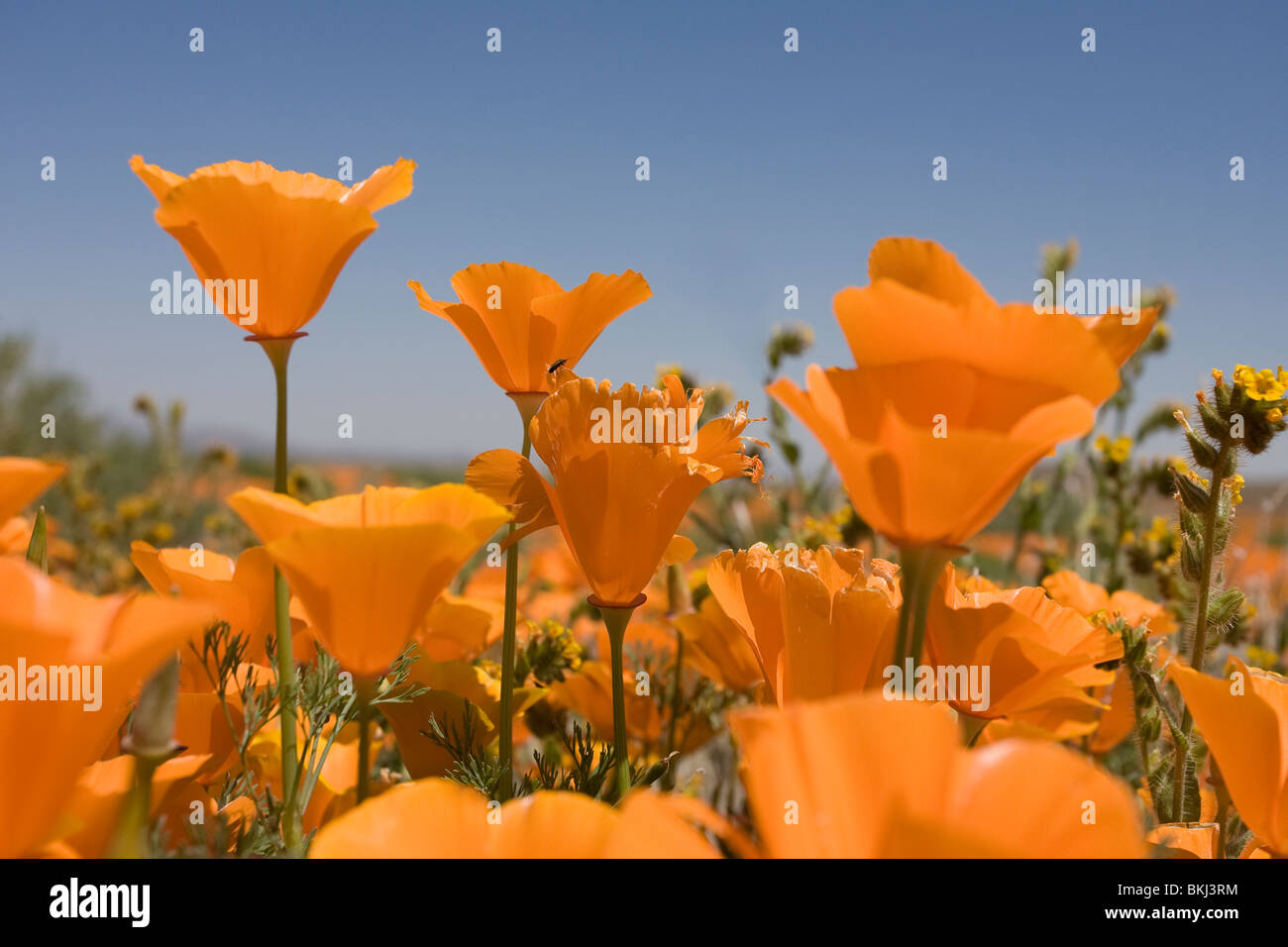 Field of California Poppies Stock Photo
