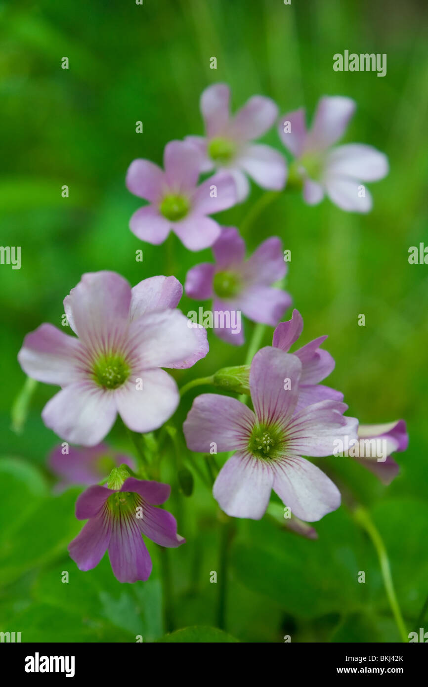 'Purple flowers' Stock Photo