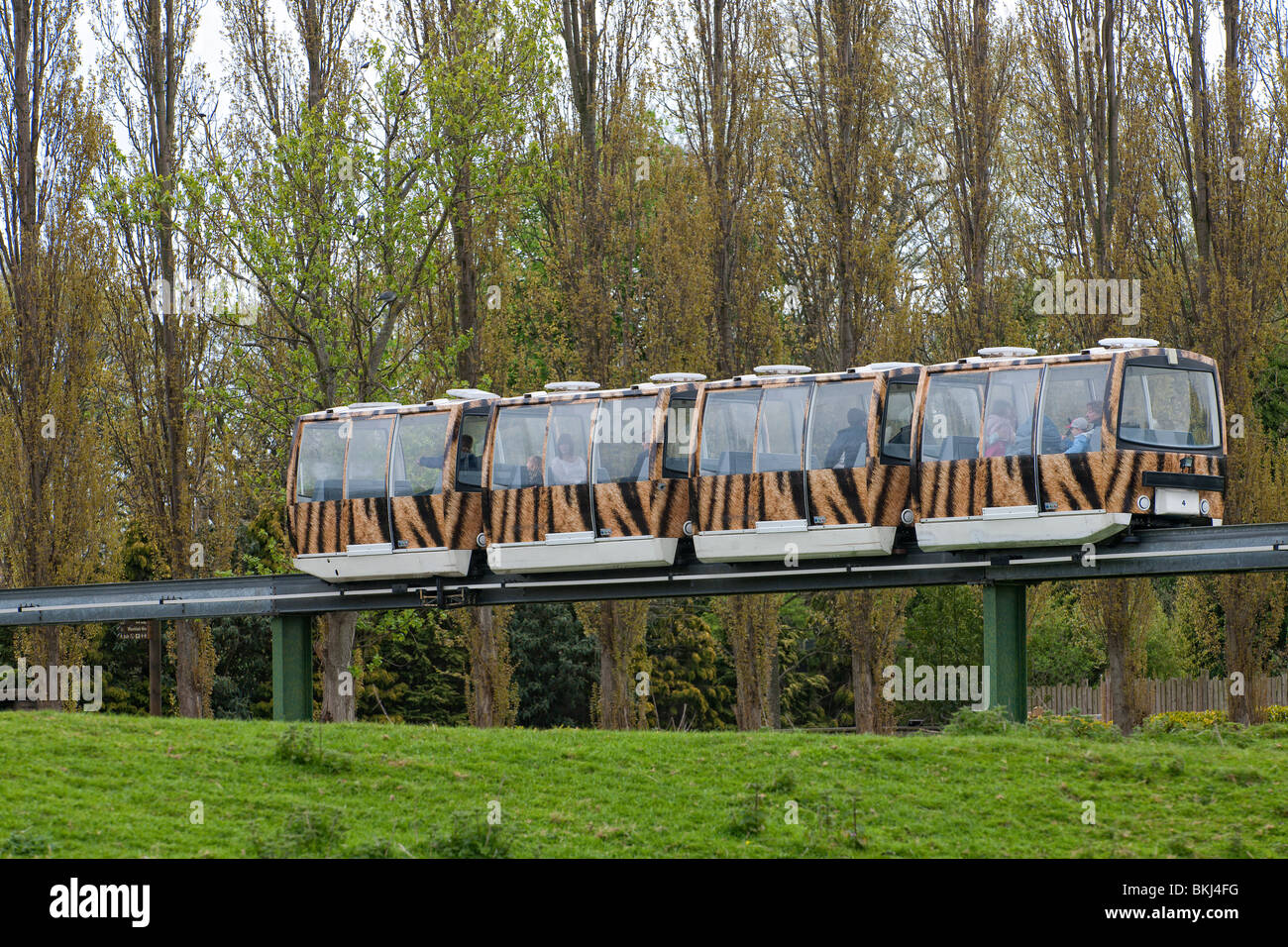 Monorail painted with Tiger stripes carries visitors around the grounds of Chester Zoo in England Stock Photo