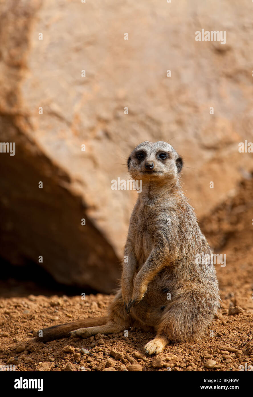 Meerkat or Suricate (Suricata suricatta) sitting and keeping watch Stock Photo