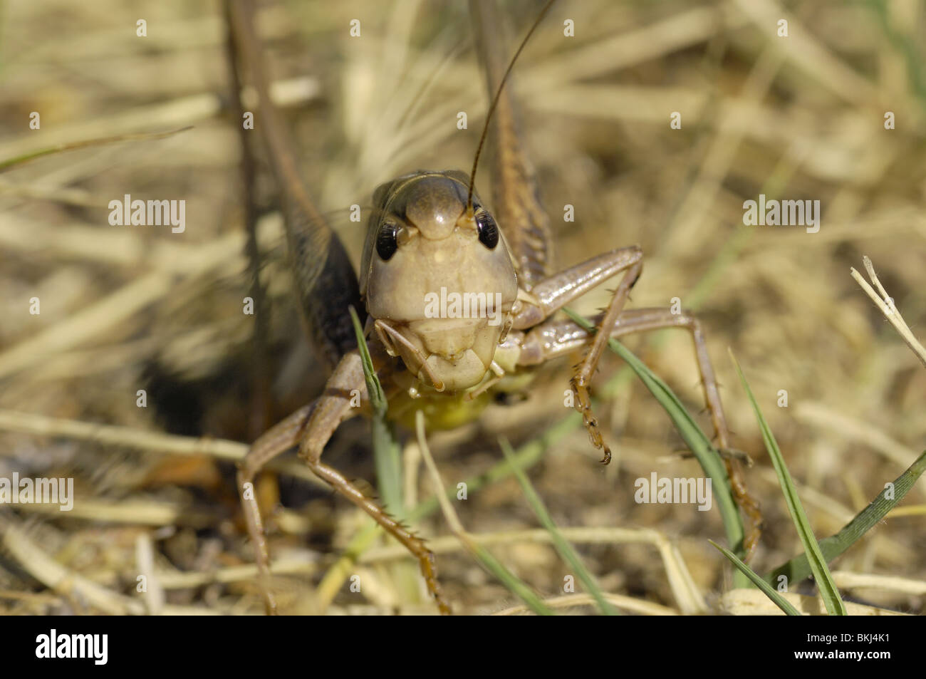 Head detail of a White-faced bushcricket Provence France Stock Photo