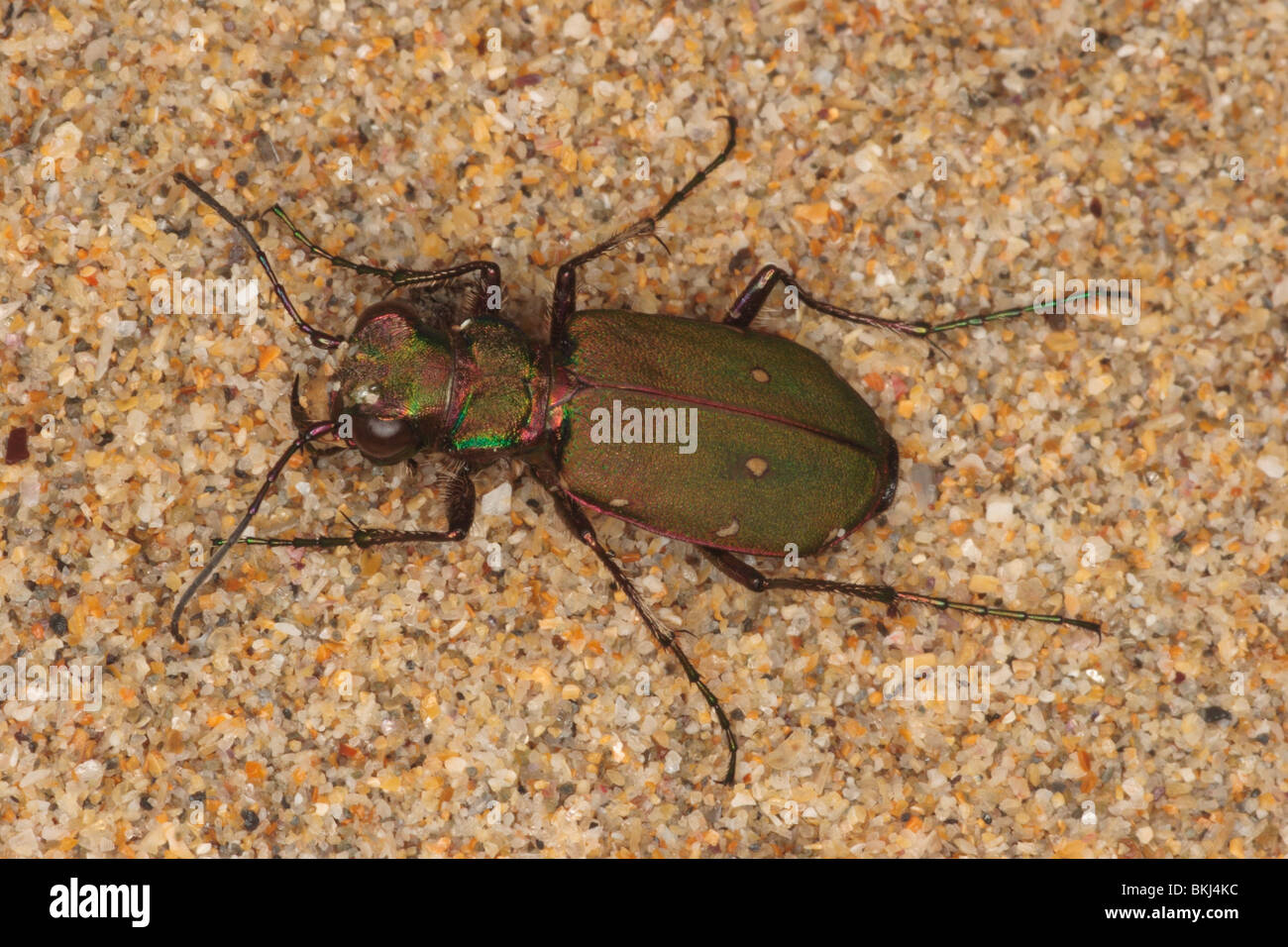 Green tiger beetle. Cicindela campestris. on sand dunes . Stock Photo