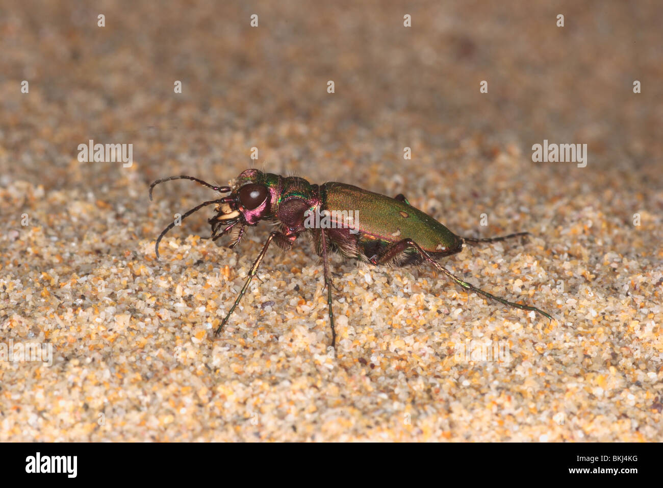 Green tiger beetle. Cicindela campestris. on dunes, Rock, Cornwall. april. Stock Photo