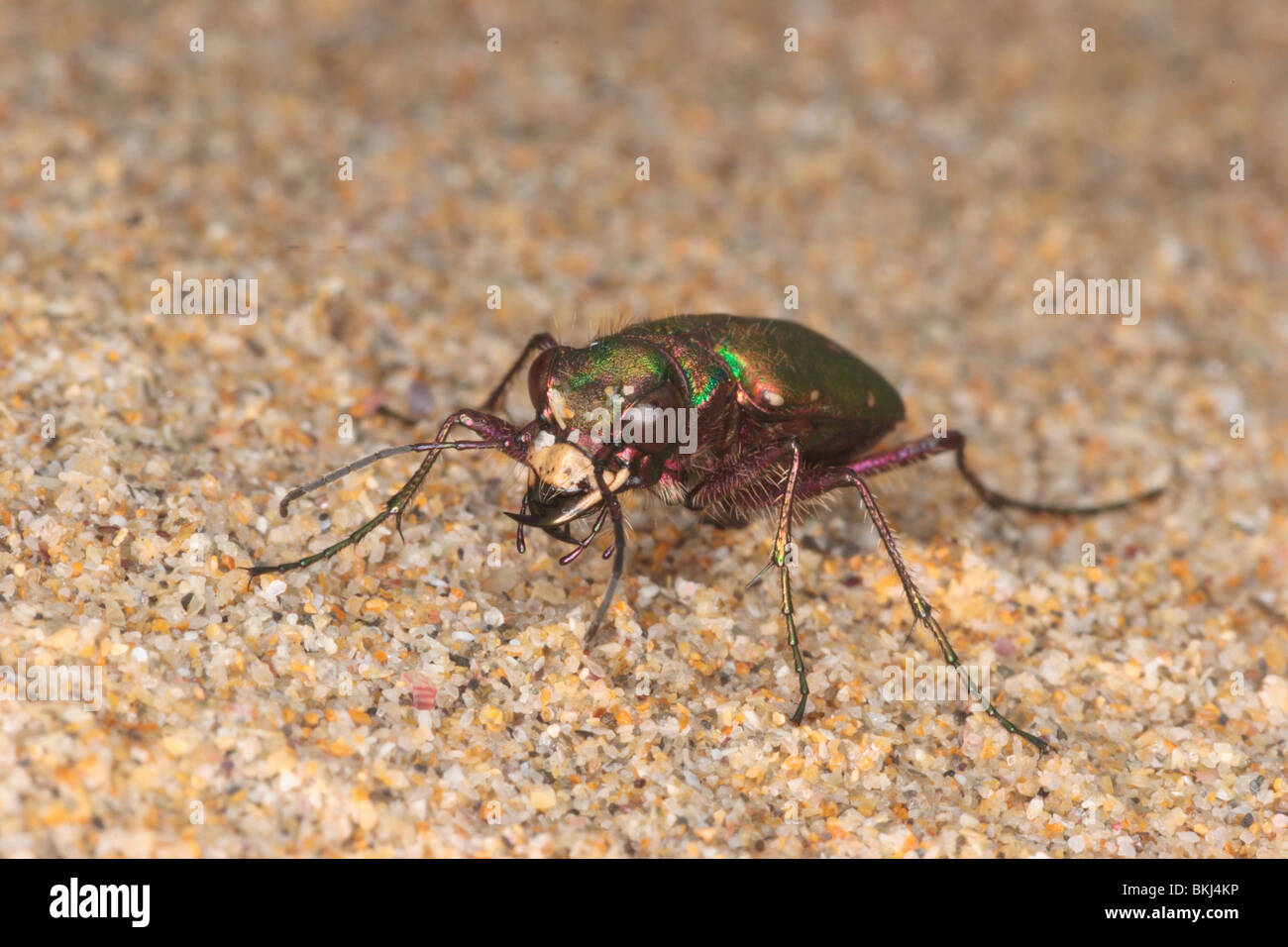 Green tiger beetle. Cicindela campestris. on dunes, Rock. Cornwall. april. Stock Photo