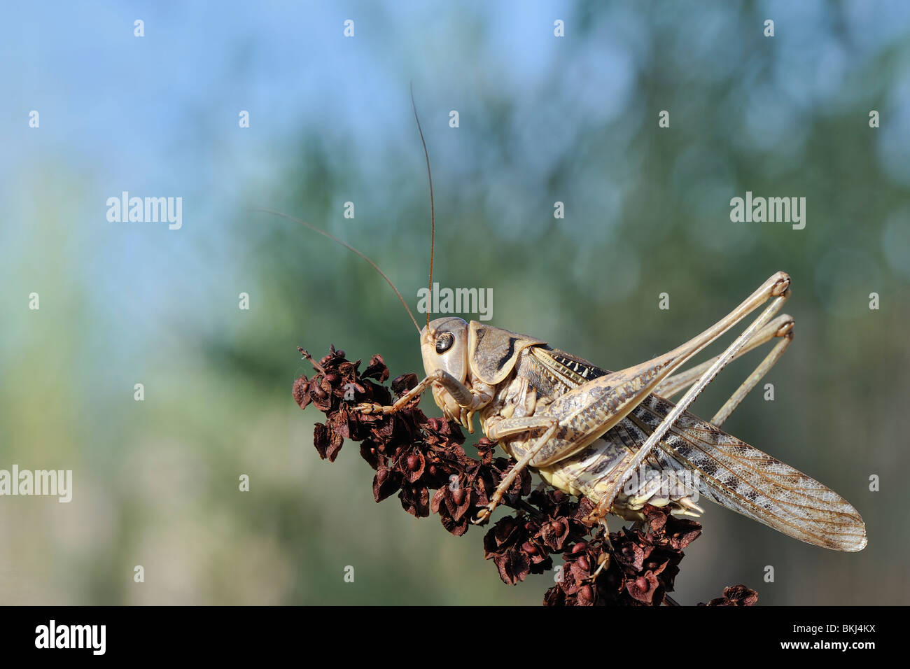 White-faced bushcricket on a flower in Provence France Stock Photo