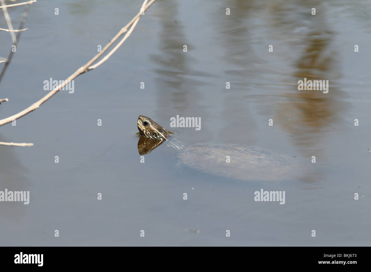Caspian turtle or striped-neck terrapin (Mauremys caspica) Stock Photo