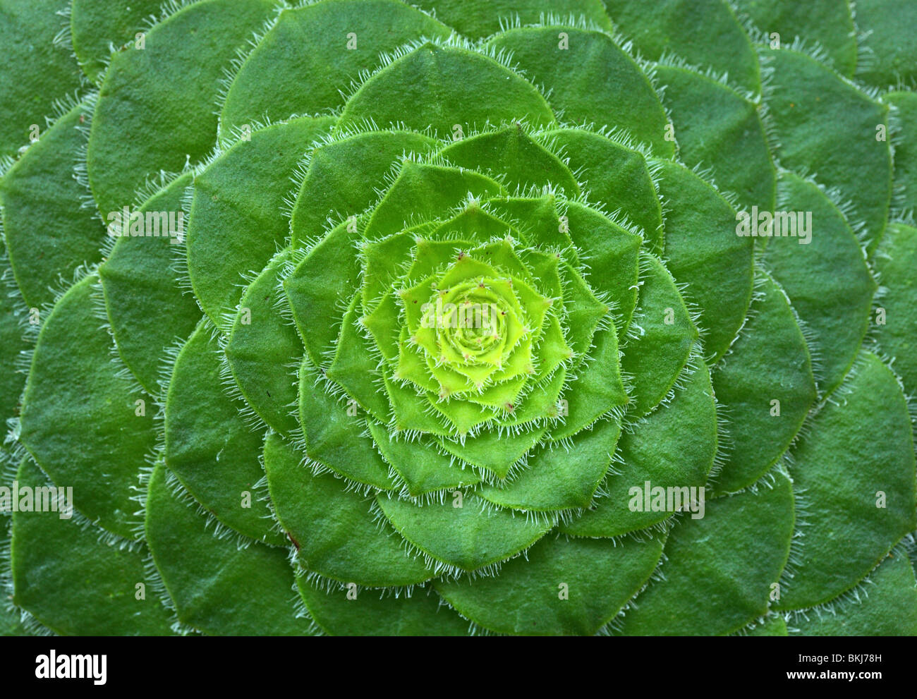 Succulent Aeonium tabuliforme close up Stock Photo