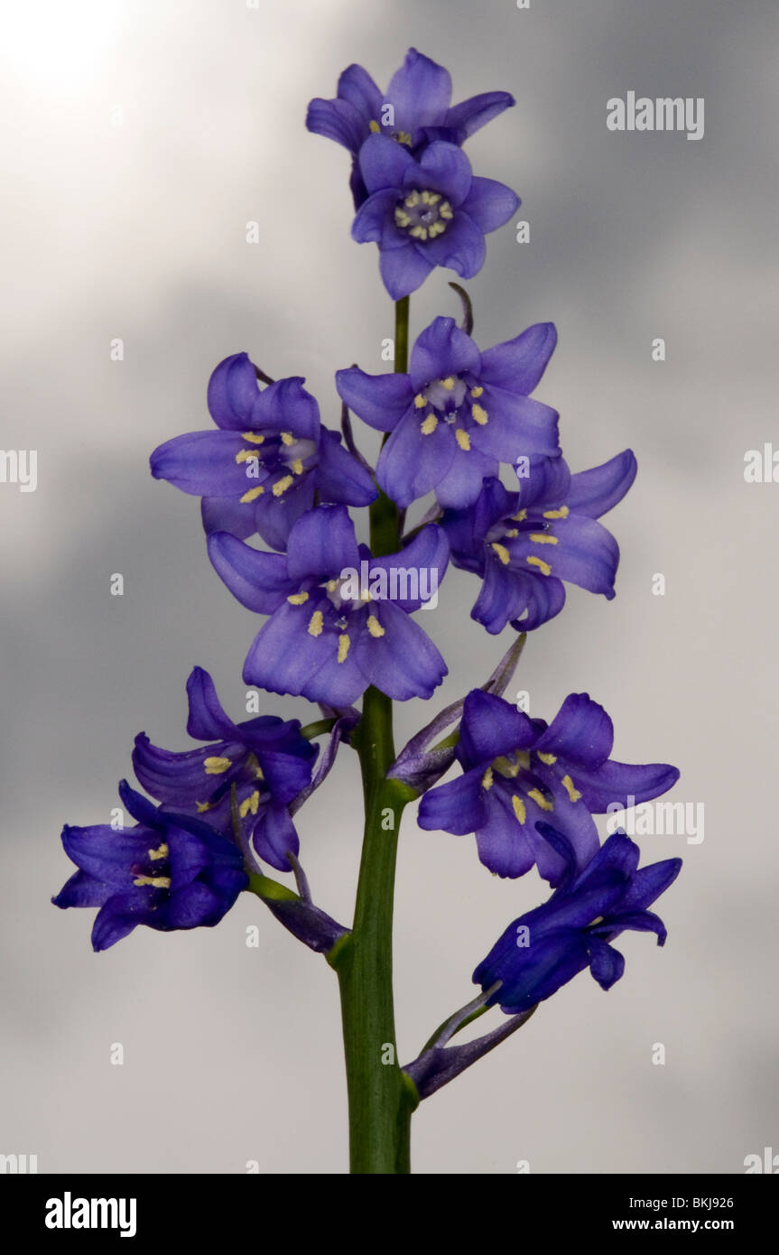 close up of the flower spike of the spanish bluebell Hyacinthoides hispanica with sun and stormy spring clouds behind. Stock Photo