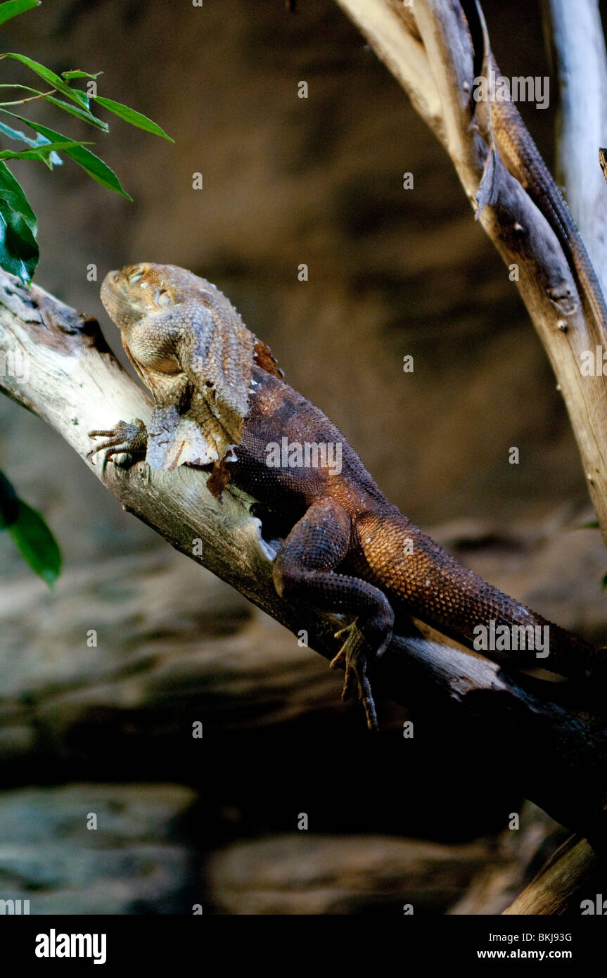 Frilled lizard, Chlamydosaurus kingii, Sydney Wildlife World, Sydney, Australia Stock Photo