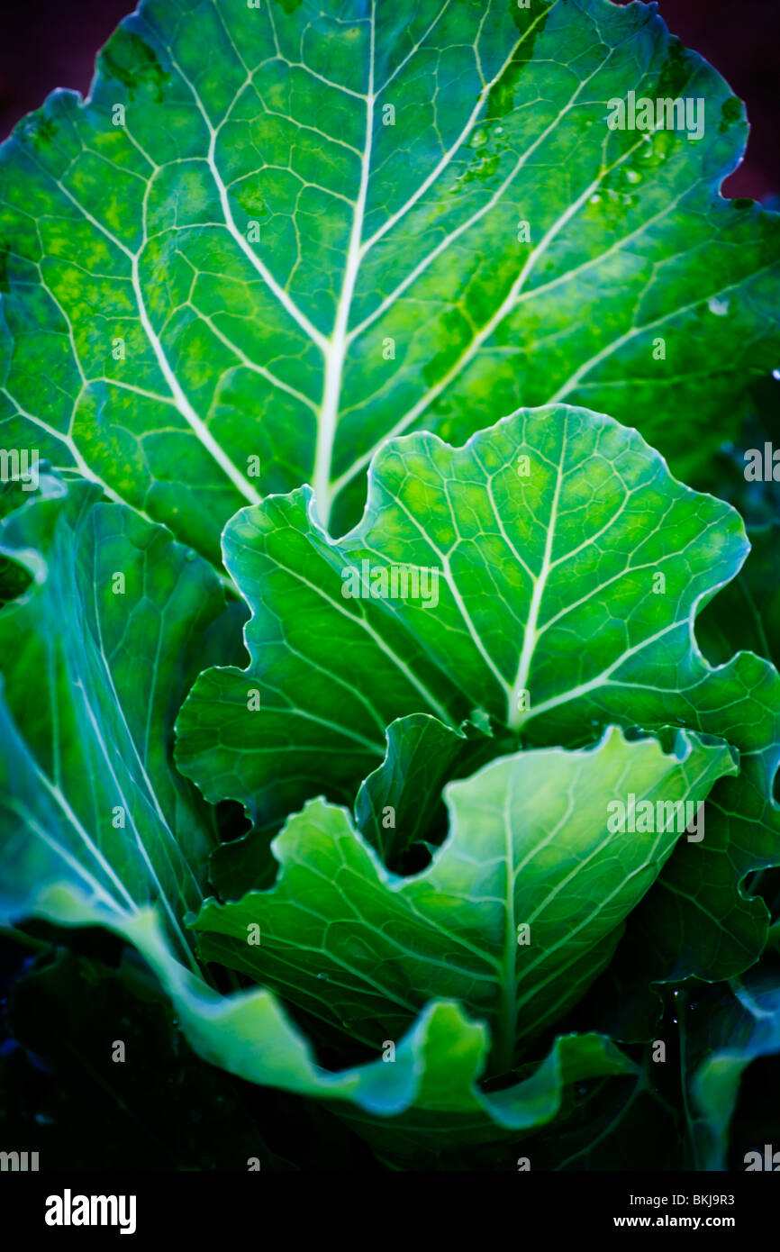 a cabbage ready for harvest Stock Photo Alamy