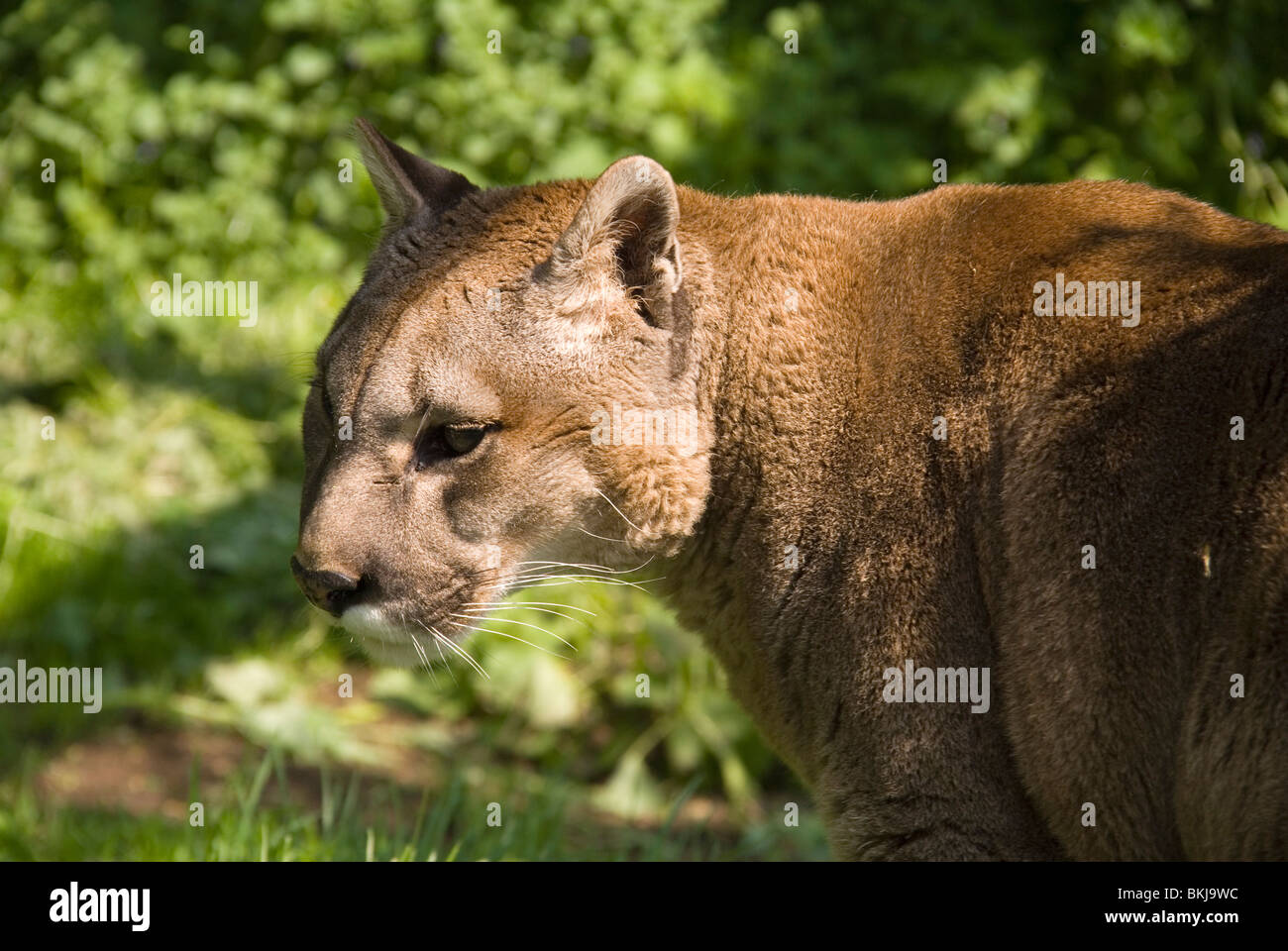 Puma leopard new arrivals