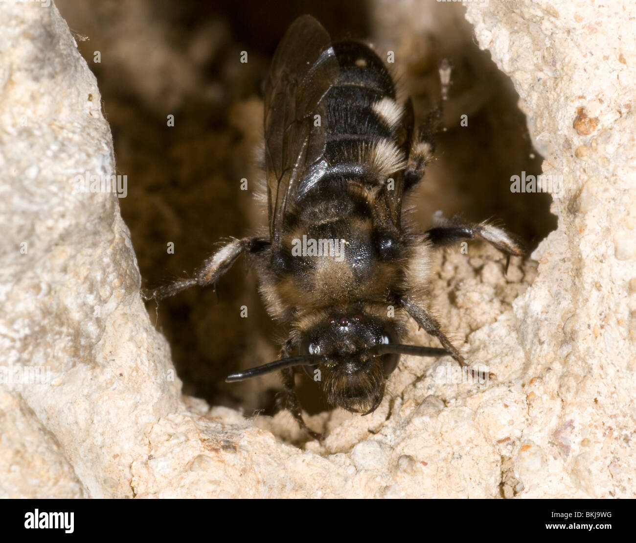 cuckoo bee emerging from the hole of the hairy footed flower bee, anthophora plumipes, after laying eggs. Stock Photo