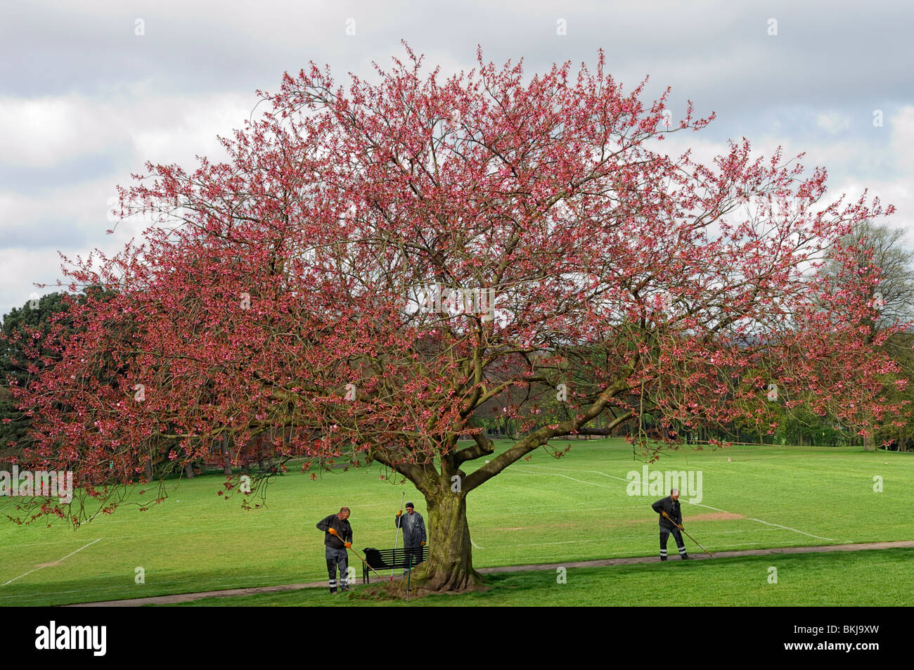 Gardeners at work under tree with spring blossom. Woodthorpe Park, Nottingham. Stock Photo