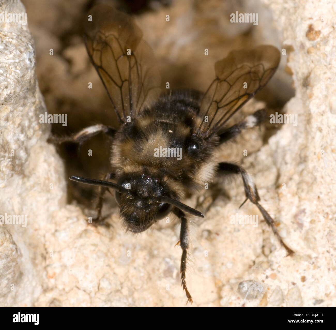 cuckoo bee emerging from the hole of the hairy footed flower bee, anthophora plumipes, after laying eggs. Stock Photo