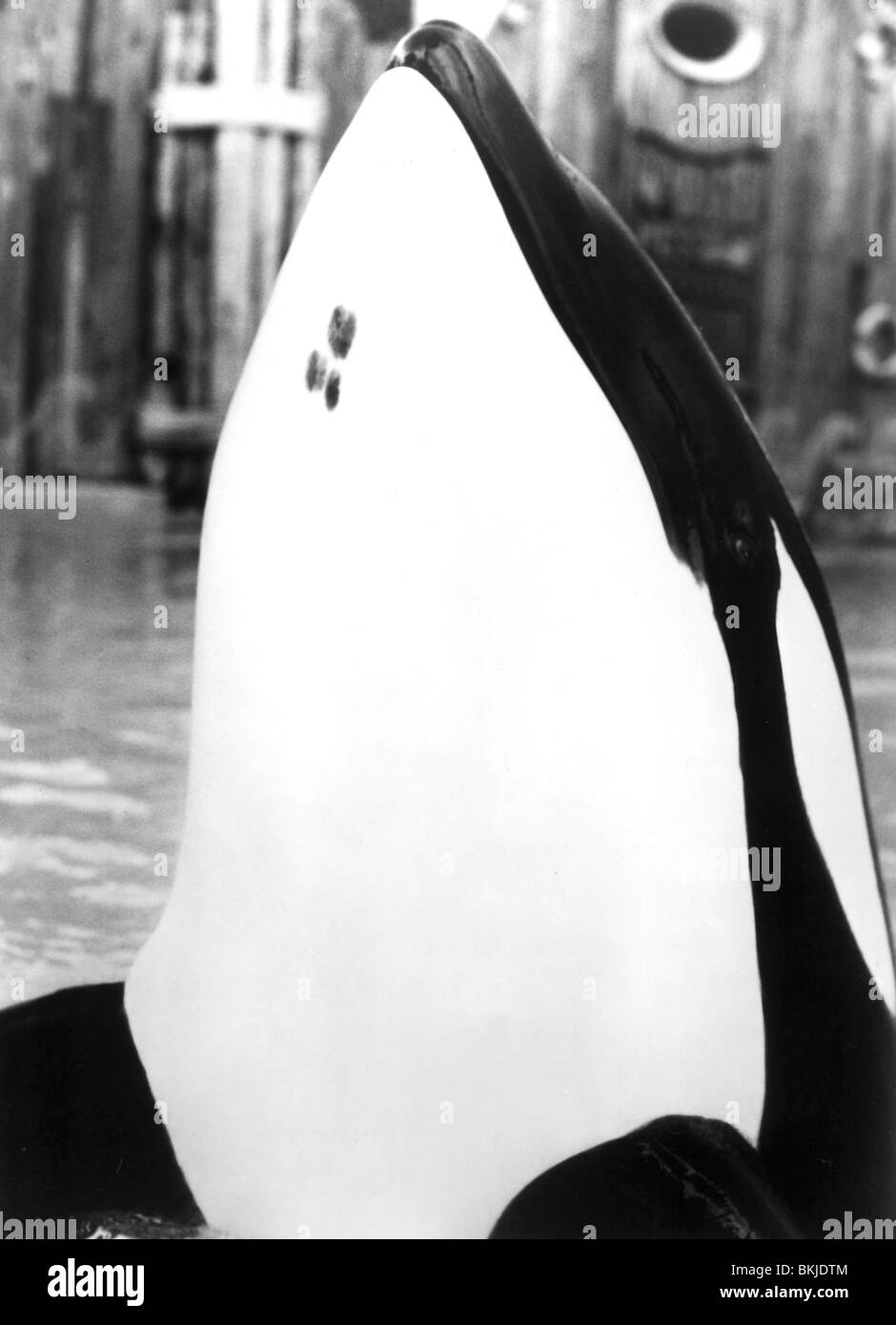 FREE WILLY -1993 Stock Photo