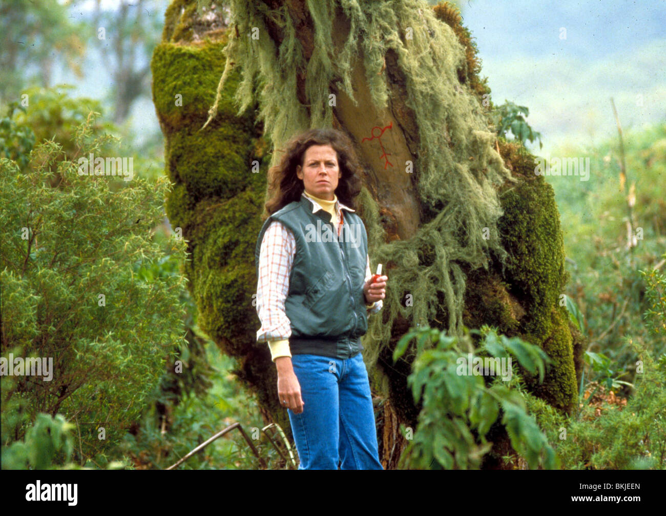 GORILLAS IN THE MIST (1988) SIGOURNEY WEAVER GRM 043 Stock Photo - Alamy