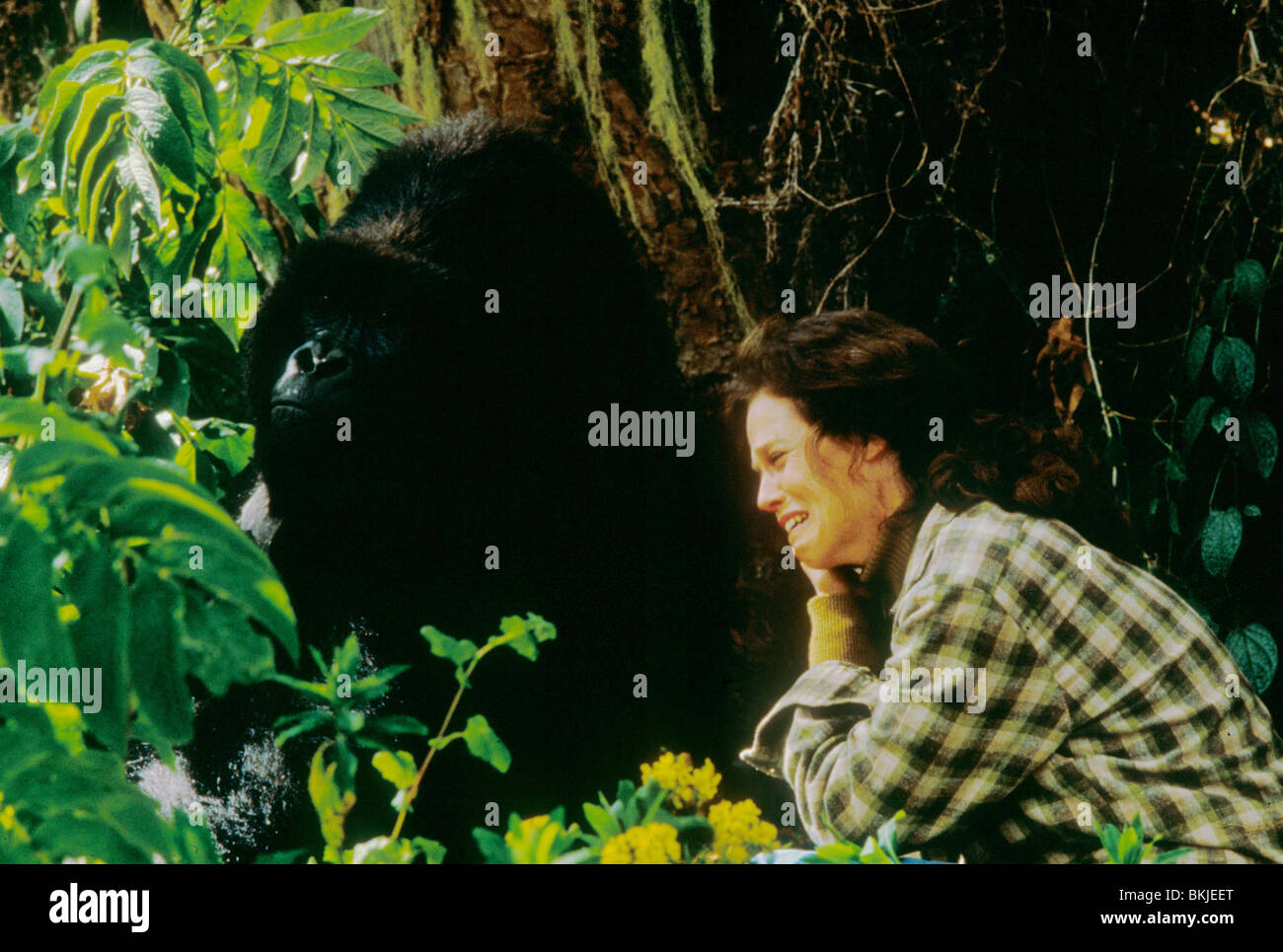 GORILLAS IN THE MIST (1988) SIGOURNEY WEAVER GRM 044 Stock Photo - Alamy