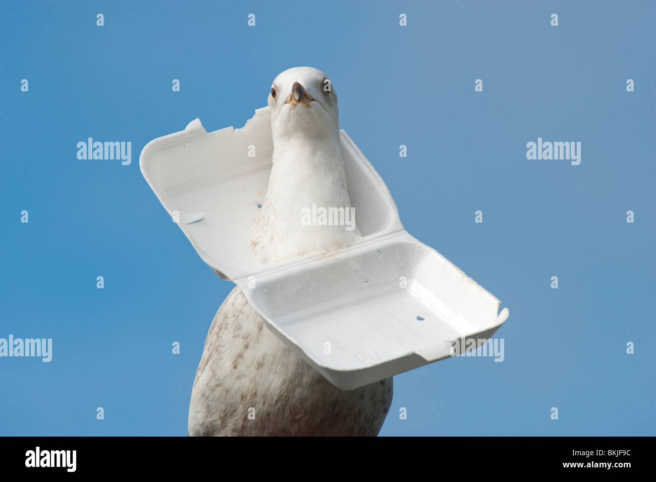Seagull with polystyrene container stuck around his neck. Stock Photo