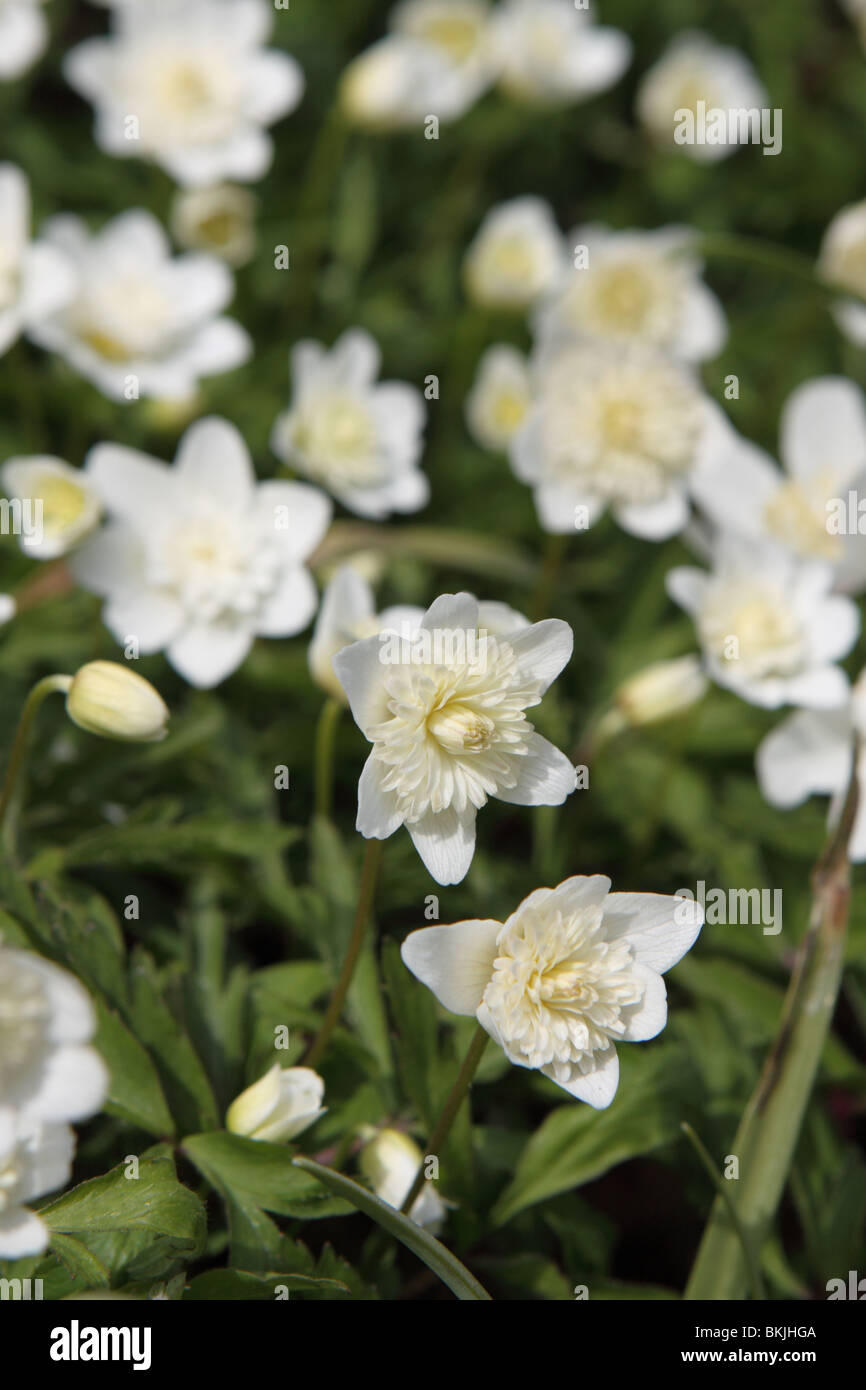 Anemone nemorosa Alba Plena white wood anemone flower Stock Photo Alamy