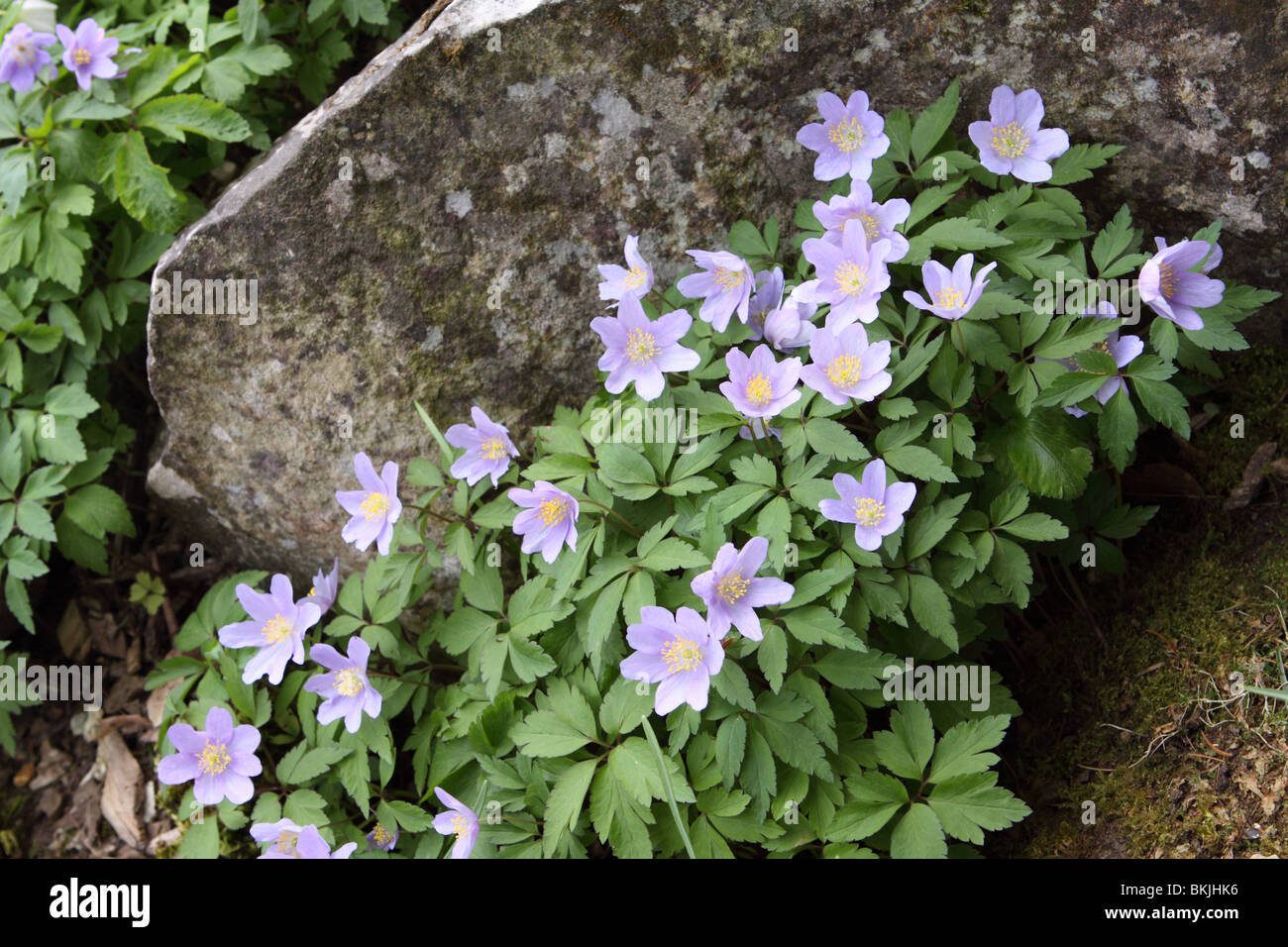 Anemone nemorosa Robinsoniana lilac wood anemone flower on a rock garden Stock Photo