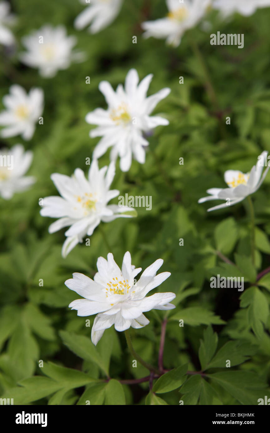 Anemone nemorosa Montrosa white wood anemone flower Stock Photo Alamy