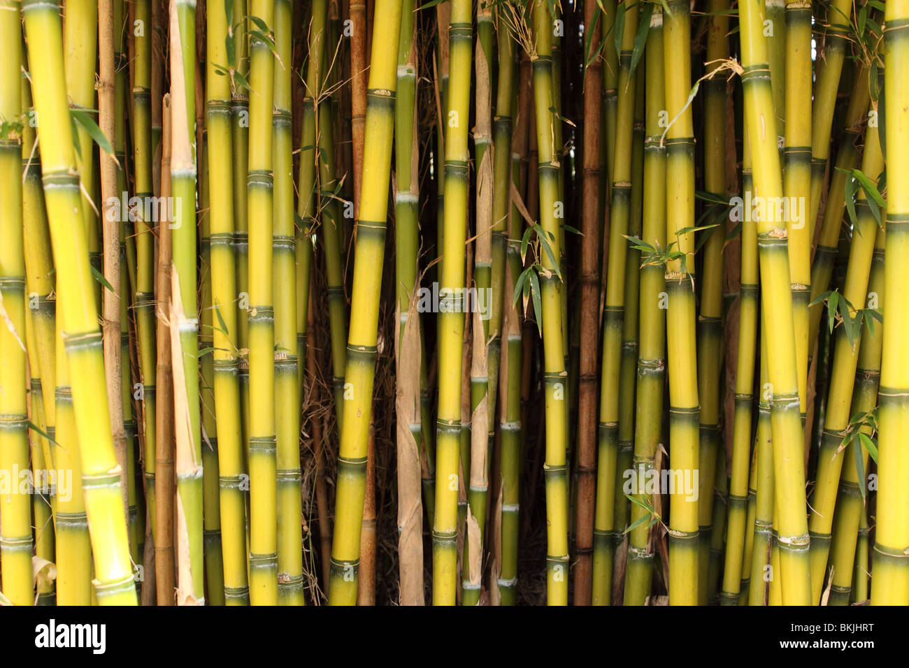 Bamboo grass type Chusquea culeou tall green shoots Stock Photo