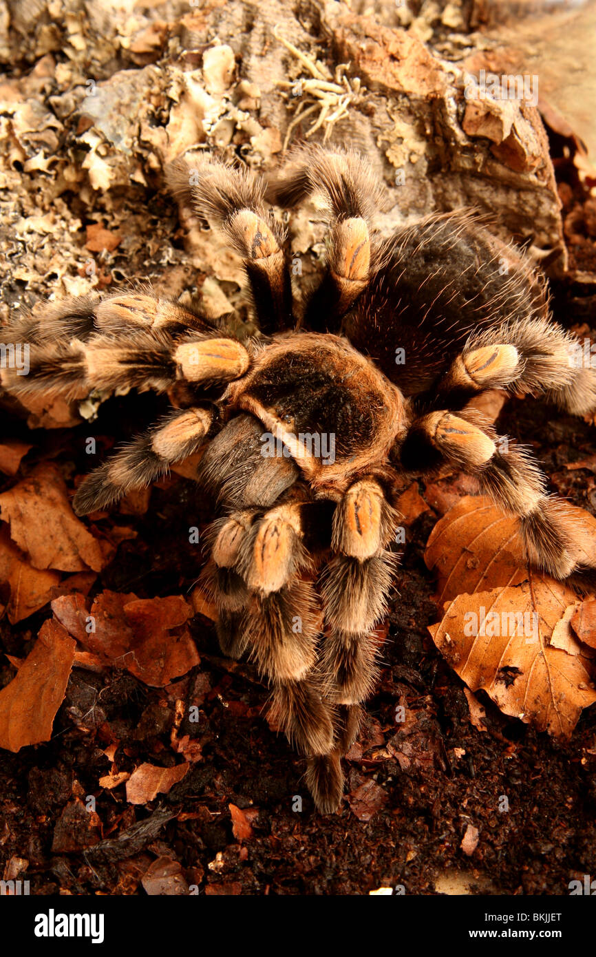 Mexican red knee tarantula ( Brachypelma smithi) crawling amongst leaf litter Stock Photo