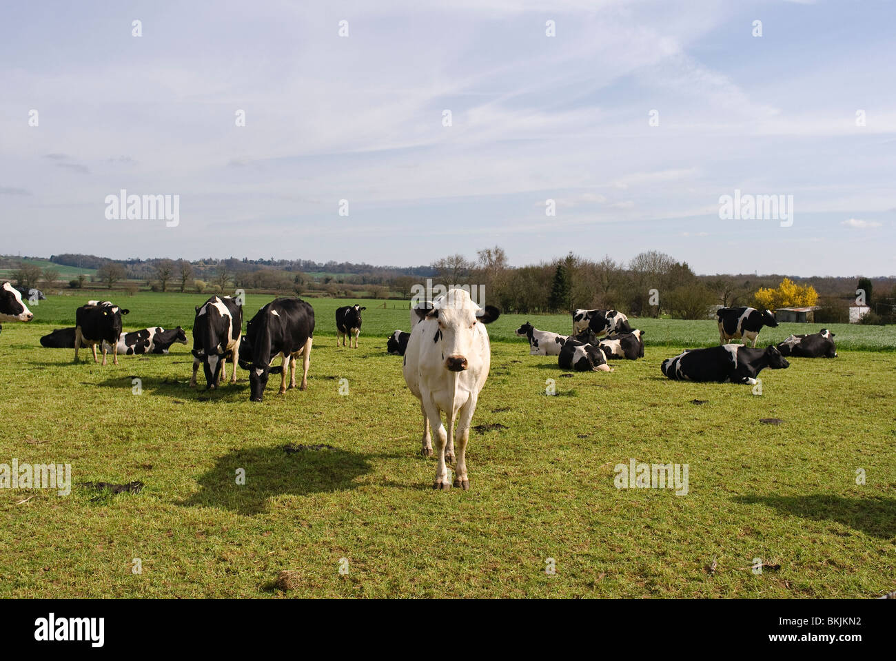 Black and white cows in an English field grazing Stock Photo - Alamy