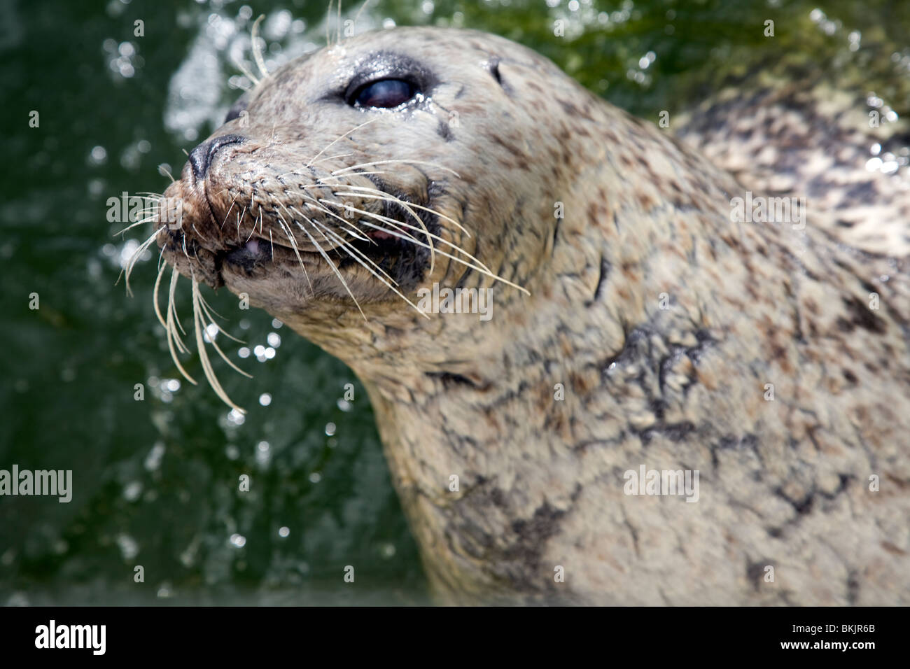 Grey Seal at Ecomare animal sanctuary, Texel, Netherlands, Stock Photo