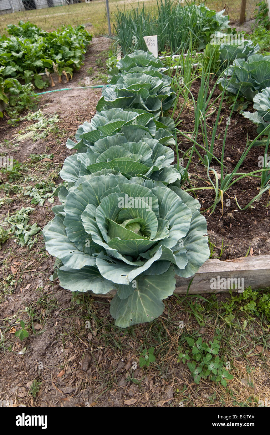 community garden plots for High Springs Florida heads of cabbage and